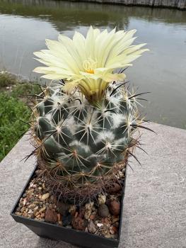 Preview: Coryphantha palmeri